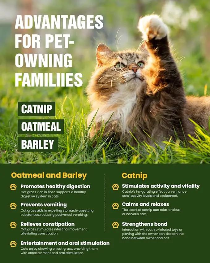 Organic Cat Grass & Catnip Seeds Kit – 3 Pack Oat & Barley Grass for Indoor Cats – Fast 7-Day Growth, High Germination, Hairball Control & Play – Pet-Safe Planting Set by GreenHaven Gardens