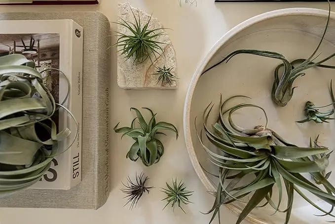 Air Plants Bulk - Tillandsia Variety Wholesale Pack, Regular 1-3" - 50ct - Live Arrival Guaranteed - House Plants for Home Decor & Gift by GreenHaven Gardens