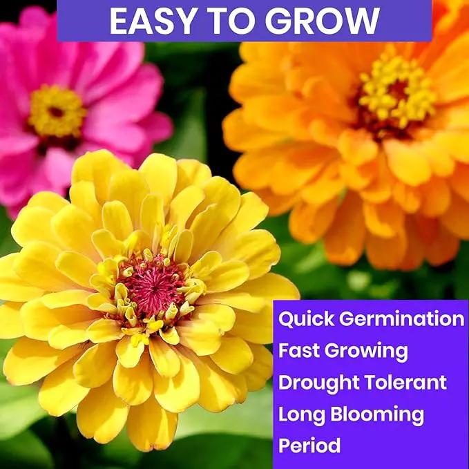 NatureZ Edge Zinnia Seeds for 2025 Planting Outdoors, Over 1600 Flower Seeds, 10g, Non GMO Made in USA, Bulk Semillas De Flores para Sembrar, Pumila Mix, Easy to Grow Zinnia Seed Mix by GreenHaven Gardens