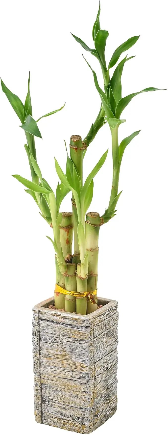 5-Stem Lucky Bamboo, Live Indoor Plant in Aged Wood Planter for Home, Work, or Gift, Light ***Cannot Ship to Hawaii** by GreenHaven Gardens