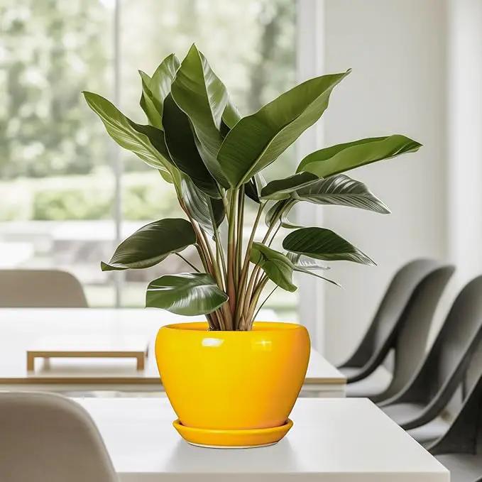 Ceramic Pot for Plants - 6 Inch Plant Pot Glaze Modern Decorative Round Planter with Drainage Hole and Saucer for Home Patio Room Office House Decor, Yellow by GreenHaven Gardens