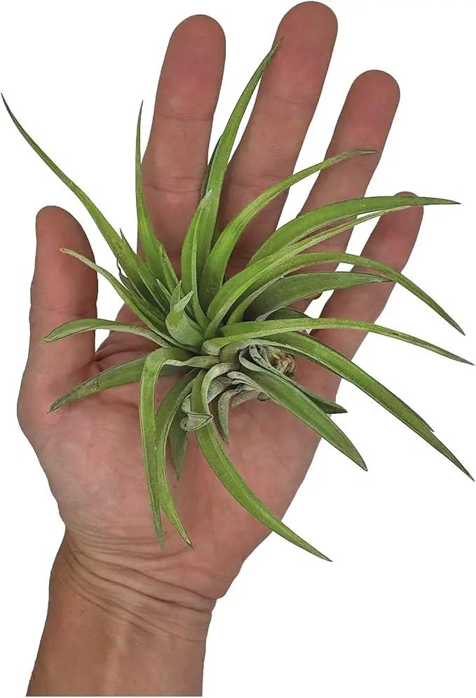 Air Plants - Tillandsia Brachycaulos Abdita, Large 4-6" - 5 ct - Live Arrival Guaranteed - House Plants for Home Decor & Gift by GreenHaven Gardens