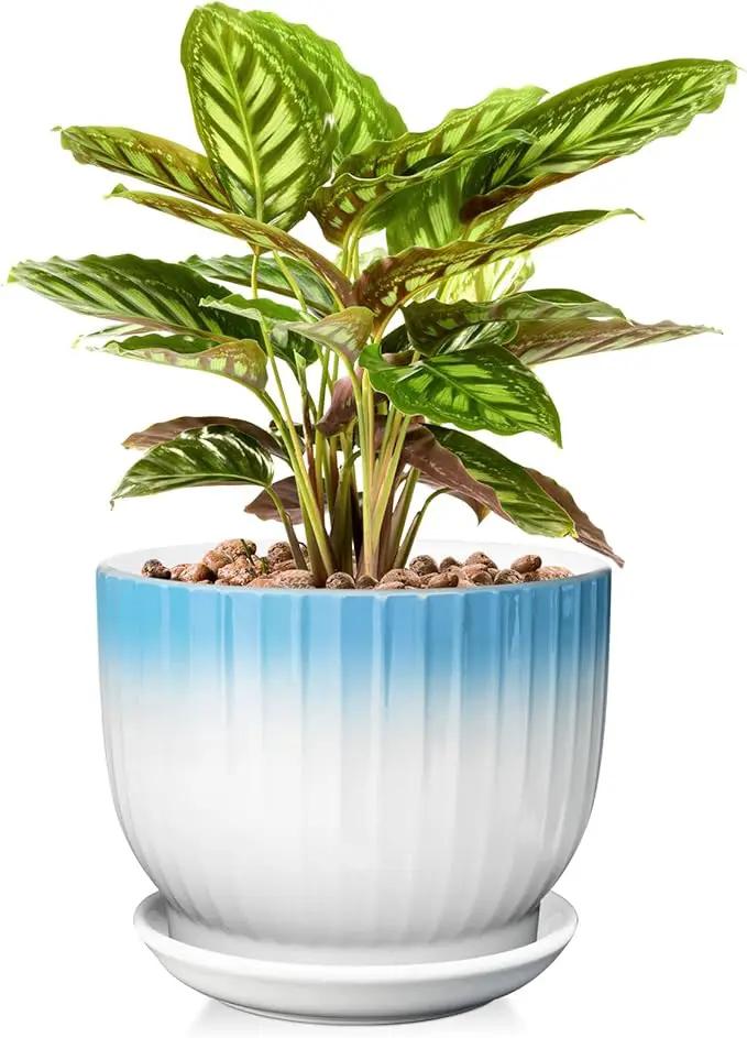 8 Inch Plant Pot, Ceramic Planter with Drainage and Saucer, Ceramic Pots for Plants, Indoor Plant pots,Ceramic Flower pots(Blue + White, Plants NOT Included) by GreenHaven Gardens