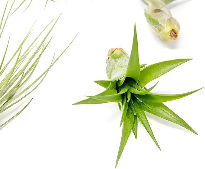 5 Pack of Classic Air Plants Variety - Live Succulent House Plants - Available in Wholesale and Bulk - Home and Garden Decor - Easy Care Indoor/Outdoor Air Plant by GreenHaven Gardens