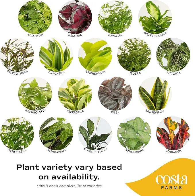 Costa Farms Live Plants (Pack of 2), Easy to Grow Real Indoor Houseplants, Air Purifying Plants, Grower's Choice in Home Décor Indoors Plant Pots, New House Gift or Room Décor by GreenHaven Gardens
