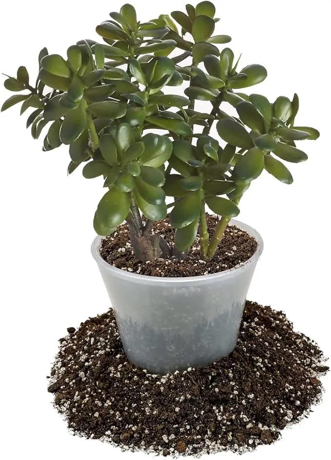 Premium Jade Plant Potting Soil Mix - (1 Quart Bag) by GreenHaven Gardens