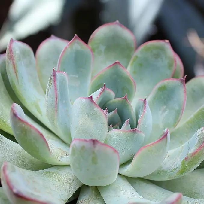Altman Plants, Live Succulents Plants Live Houseplants (6PK), Succulents Live Plants Live House Plants Indoors Live, Live Cactus Plants Live Cacti Succulent Plants Live Indoor Plants Live Houseplants by GreenHaven Gardens
