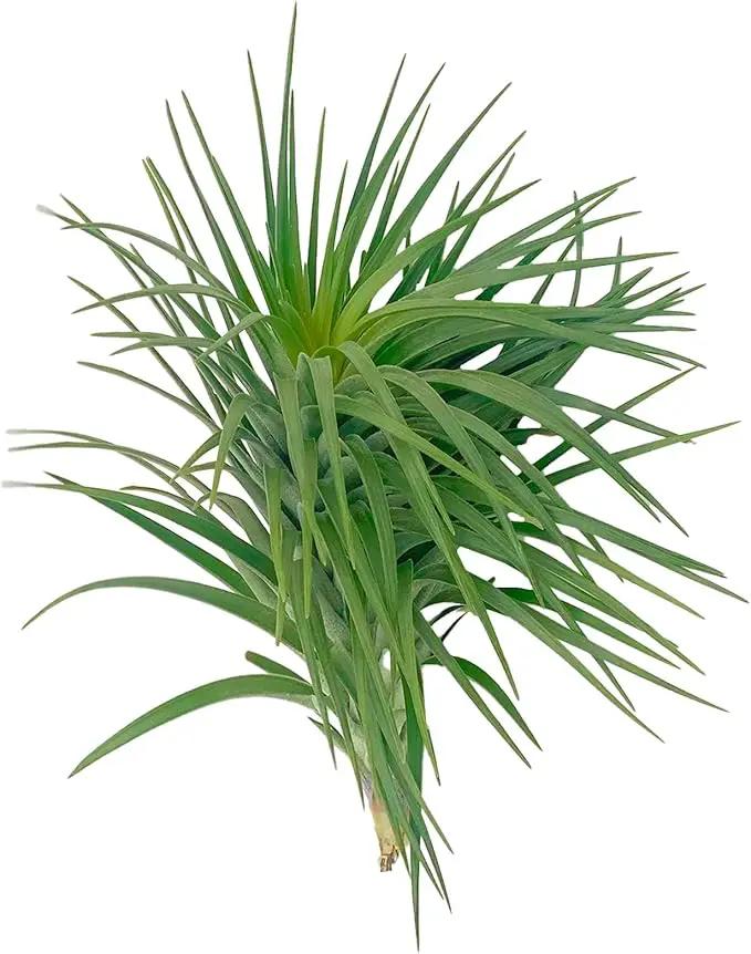 Air Plants - Flowering Tillandsia Pink Paske Large 5" - 2ct - Live Arrival Guaranteed - House Plants for Home Decor & Gift by GreenHaven Gardens