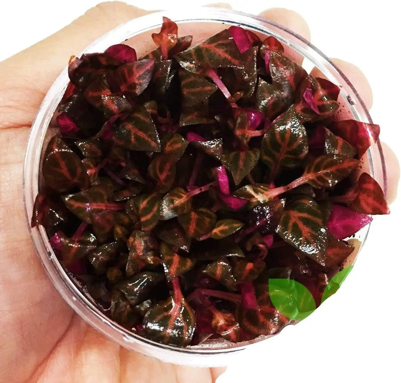 Alternanthera Reineckii Rosanervig Red Tissue Culture Cup Freshwater Live Aquarium Plants Decoration BUY2GET1FREE by GreenHaven Gardens