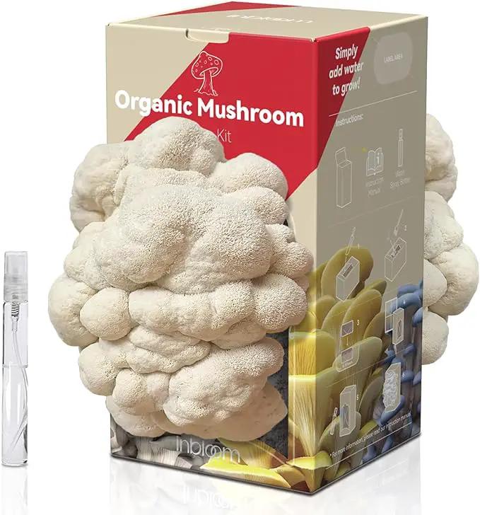 inbloom Large Organic Lion's Mane Mushroom Growing Kit (4 lbs) – Double-Side Growth, Edible Non-GMO Mushroom Kit, Beginner-Friendly, Harvest Mushrooms at Home, Indoor Gardening Gift for Adults by GreenHaven Gardens