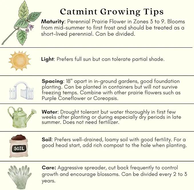Clovers Garden Catmint (Nepeta) Plants – Two (2) Live Plants – Non-GMO - Not Seeds - Each 4" to 8" Tall – in 4" Inch Pots – Natural Mosquito Plant - Hardy Flowering Perennial Herb, Pollinator Favorite by GreenHaven Gardens