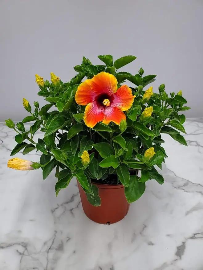 Hibiscus Bush - Fiesta Flower - Tropical Plants of Florida - Overall Height 22" to 26" (Plant Only) by GreenHaven Gardens