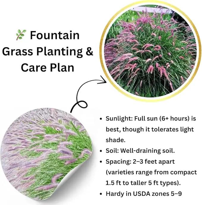 Pack 3 Fountain Grass Plants Live, 5-9 Inch Tall, Ornamental Grasses Live Plants Perennial, Well-Rooted Perennial Grass Clumps (Pink Rose Fountain Grass) by GreenHaven Gardens