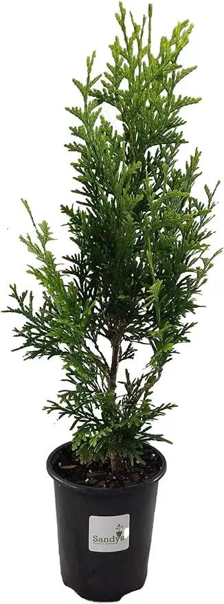 Thuja Green Giant Arborvitae Lot of 20, Quart Pot by GreenHaven Gardens