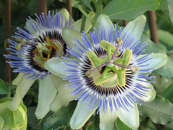 Premium Passion Fruit Potting Soil Mix - Perfect Balance of Nutrients, Drainage, and Aeration for Thriving Passion Fruit Vines - 3 Quart by GreenHaven Gardens