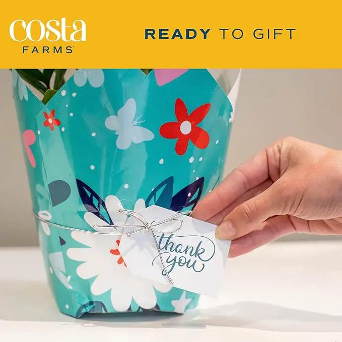 Costa Farms Dieffenbachia, Live Indoor Plant in Thank You Gift Wrap Planter, Potted Houseplant in Potting Soil Mix, Housewarming, Birthday Gift, 12-14 Inches Tall by GreenHaven Gardens