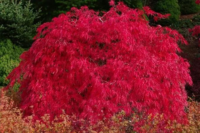 Red Dragon Weeping Japanese Maple - 3 Year Live Plant by GreenHaven Gardens