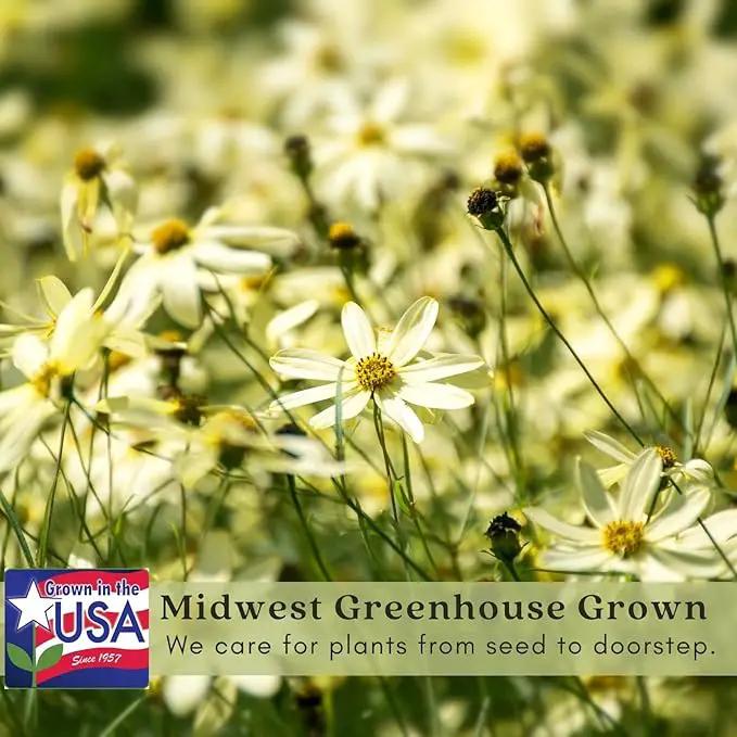 Clovers Garden Coreopsis Moonbeam (Tickseed) Plants – Two (2) Live Plants – Non-GMO - Not Seeds - Each 4" to 8" Tall – in 4" Inch Pots – Hardy Flowering Perennial, Pollinator Favorite by GreenHaven Gardens