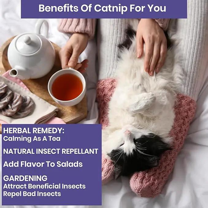 NatureZ Edge Catnip Seeds for Planting, 2200+ Herb Seeds, Indoor or Outdoor Growing, Cat Nip Seeds, Your Cat Will Love Them, Non-GMO by GreenHaven Gardens