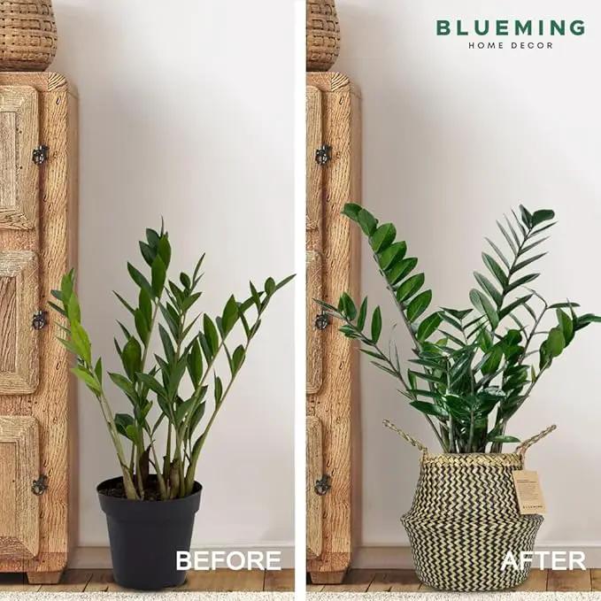 Olive Tree Basket – Small Seagrass Plant Pot for Tall Indoor Artificial Trees, Woven Planter 8-9 Inches, Wicker Baskets for Decorative Storage (Black, Medium) by GreenHaven Gardens