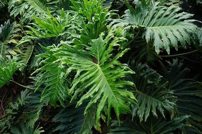 Split Leaf Philodendron Soil Blend - Specially Designed for Unique Plant Needs - 4 Quart by GreenHaven Gardens