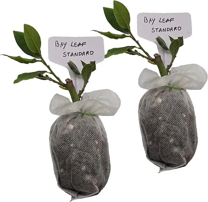 Mediterranean Bay Leaf, Bay Laurel Live Plant. Standard Variety - Laurus Nobilis. Live Plant. Fragrant, Fresh, Edible. Best for Ground Planting Outdoor. (2 Bay Laurel Plants in Sac) by GreenHaven Gardens