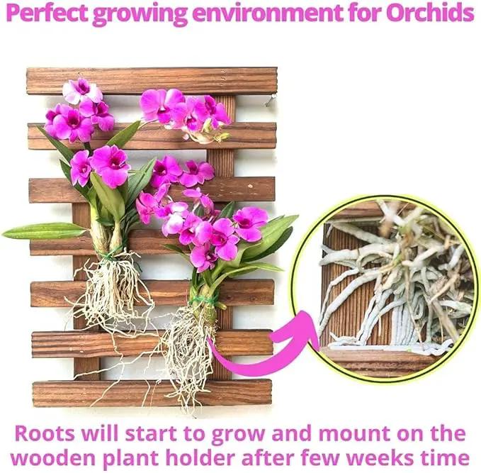ShopLaLa Wall Planter – Wooden Air Plant Succulent Holder Hanger Indoor Outdoor, Live Orchid Wall Wood Display Frame Vertical Garden Balcony Deck Bathroom Macetas Para Plantas De Aire 15.7" (40cm) by GreenHaven Gardens