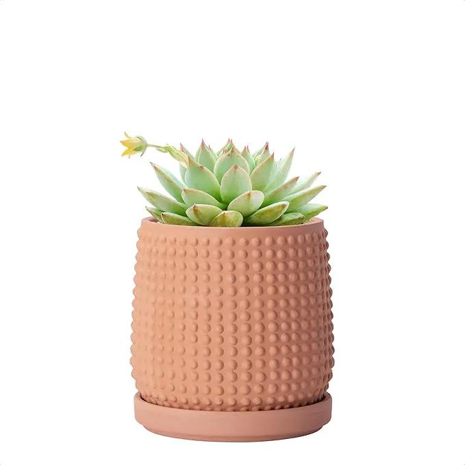 D'vine Dev 4 Inch Terracotta Beaded Planter Pot - Flower Pot with Drainage Holes and Saucers for Indoor Succulent Plants or Flowers,Terracotta, 27-C-Z-7 by GreenHaven Gardens