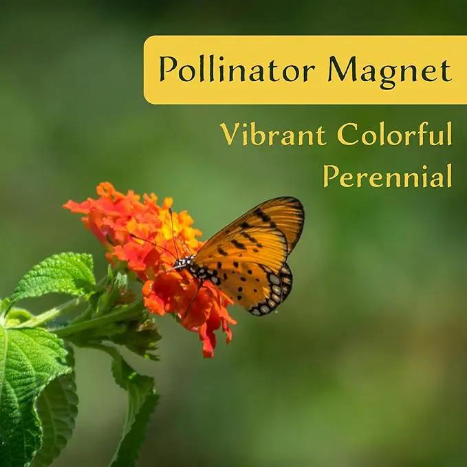 6 Dallas Red Lantana | Live Plants in 2.5-inch Nursery Cubes | Lantana Camara 'Dallas Red' Variety | Hardy Evergreen Perennial Shrub | Fiery Vibrant Blooms for Home & Garden by GreenHaven Gardens