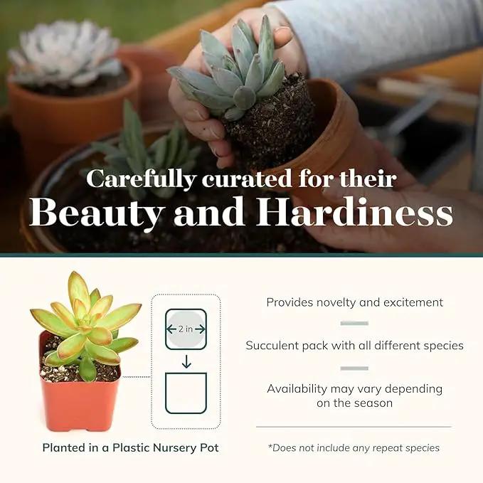 Shop Succulents Unique Succulent Plant Pack Collection - Live Mini Succulent Plants, Low Maintenance, Exceptional Colors & Textures - Wedding and Party Favors, Gift & Garden, Pack of 12 by GreenHaven Gardens