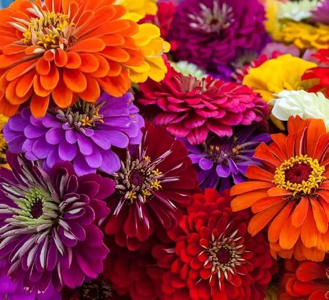 Zinnia Seeds for Planting – Non-GMO Heirloom Zinnia Flowers – Full Instruction Packets to Plant in Your Home Outdoor Garden – Gardening Gift – 50 California Giant Zinnia Seeds (2 Packets) by GreenHaven Gardens
