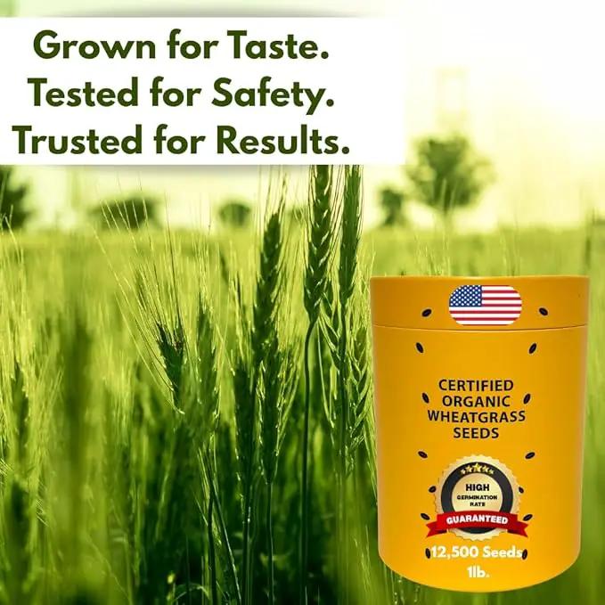 Certified Organic Wheatgrass Seeds – 12,500+ Non-GMO USDA Cat Grass Seeds in Food-Grade Container with Lid for Easy Scooping & Freshness by GreenHaven Gardens