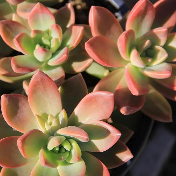 Altman Plants Desert Fire Live Succulents 4-Pack, Mini Plants Succulent Mix, Live Plants, Mini Succulents, House Plants, Live Succulent Plants, Outdoor & Indoor Plants for Event, Wedding, Kid Crafts by GreenHaven Gardens