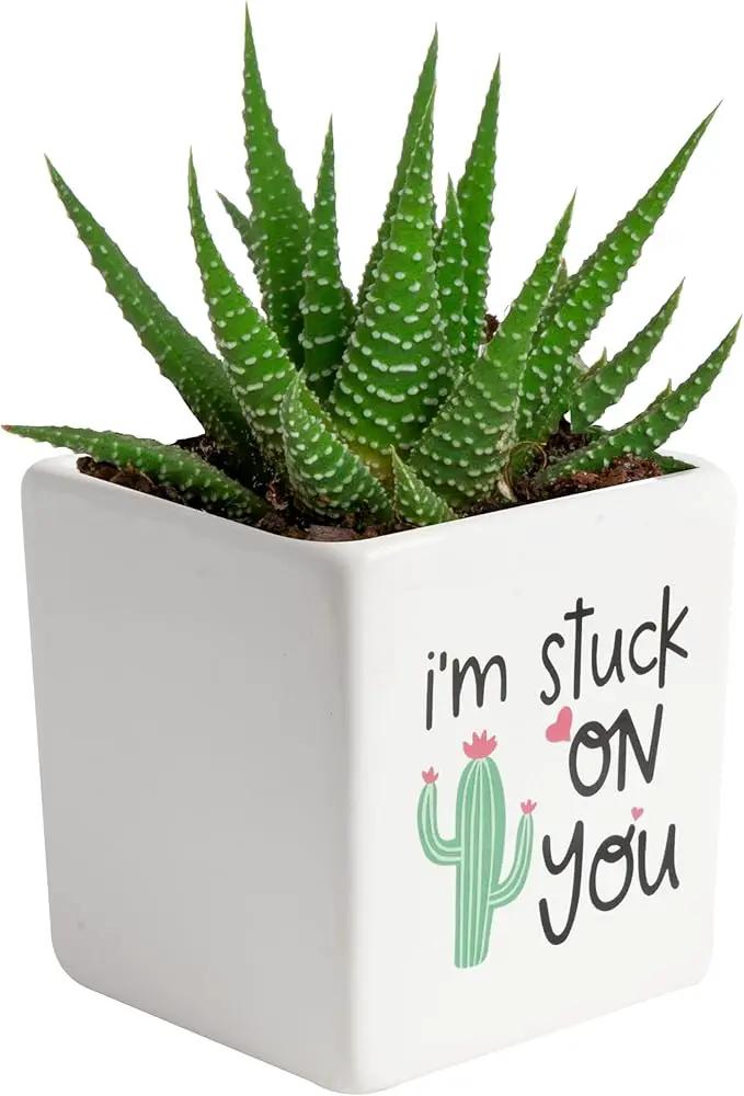 Costa Farms Haworthia Live Plant, Succulent Houseplant in Cute Decor Succulents Plant Pot, Potting Soil, Live Plants Desk Décor, Birthday, Valentine's Day Gift, Small Tabletop Size, Room Décor by GreenHaven Gardens