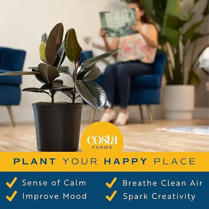 Costa Farms Burgundy Rubber Plant, Live Indoor Ficus Elastica Tree, Live Indoors Houseplant in Nursery Pot, Potting Soil Mix, Gift for Housewarming New House, Home or Office Decor, 2-3 Feet Tall by GreenHaven Gardens