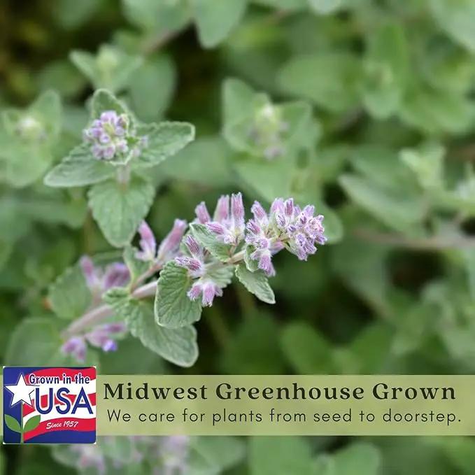 Clovers Garden Catmint (Nepeta) Plants – Two (2) Live Plants – Non-GMO - Not Seeds - Each 4" to 8" Tall – in 4" Inch Pots – Natural Mosquito Plant - Hardy Flowering Perennial Herb, Pollinator Favorite by GreenHaven Gardens