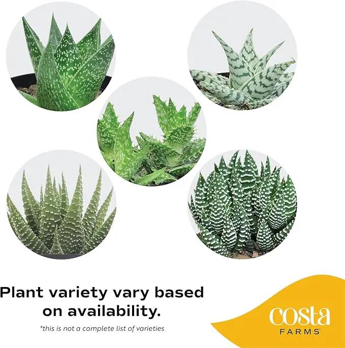 Costa Farms Haworthia Succulent, Easy to Grow Live Plant in Indoor Houseplant Pot, Potting Soil, 4-Inches Tall| Valentines Day Gift | Valentines Day Decoration by GreenHaven Gardens