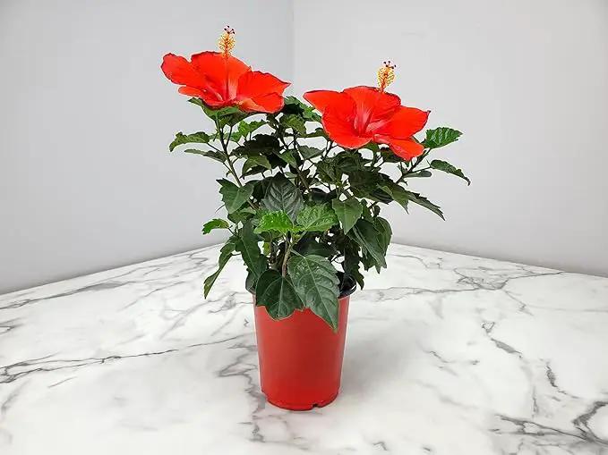 Tropical Plants of Florida - Red Hibiscus Bush Dwarf - Flowering Plants Live - 12" to 16" Overall Height - 1 Gallon Planter (Plant Only) by GreenHaven Gardens