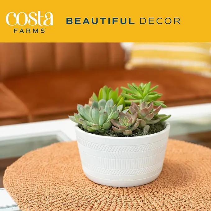 Costa Farms Live Succulent Garden Collection, Live Succulent Plants in Décor Pot, New House Plant Gift, Son, Room and Zen Garden Décor, 6-Inches Tall by GreenHaven Gardens