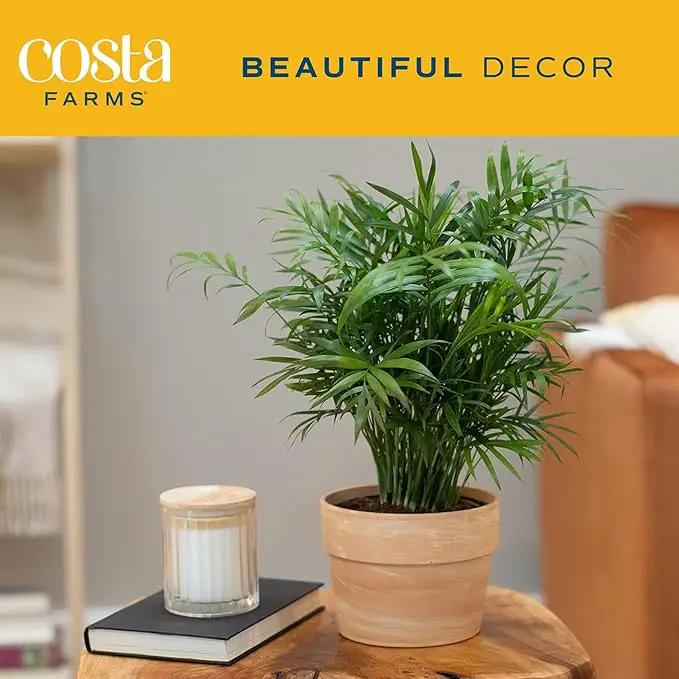 Costa Farms Neanthebella Palm Parlor Palm Live Indoor Plant 12-Inches Tall, Ships in Grower's Pot by GreenHaven Gardens
