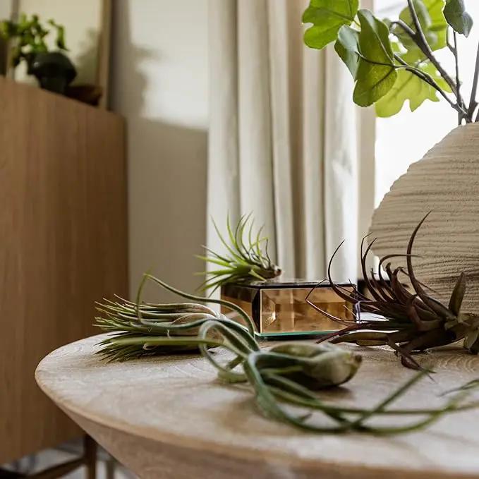 Air Plants - Tillandsia Variety Pack, Regular 1-3" - 6ct - Live Arrival Guaranteed - House Plants for Home Decor & Gift by GreenHaven Gardens