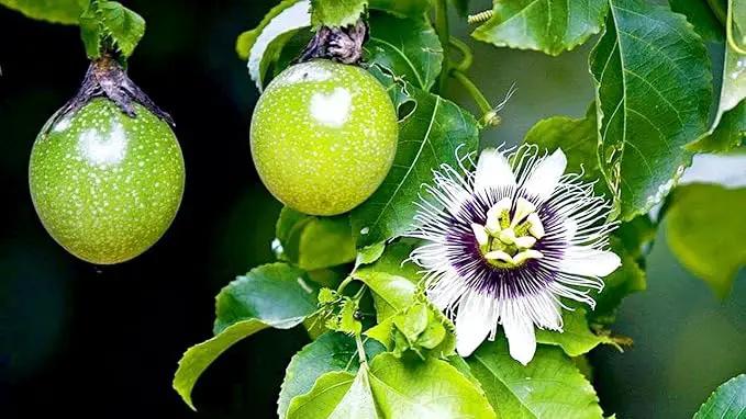 Premium Passion Fruit Potting Soil Mix - Perfect Balance of Nutrients, Drainage, and Aeration for Thriving Passion Fruit Vines - 2 Quart by GreenHaven Gardens