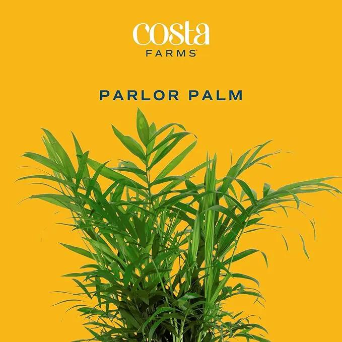 Costa Farms Neanthebella Palm Parlor Palm Live Indoor Plant 12-Inches Tall, Ships in Grower's Pot by GreenHaven Gardens