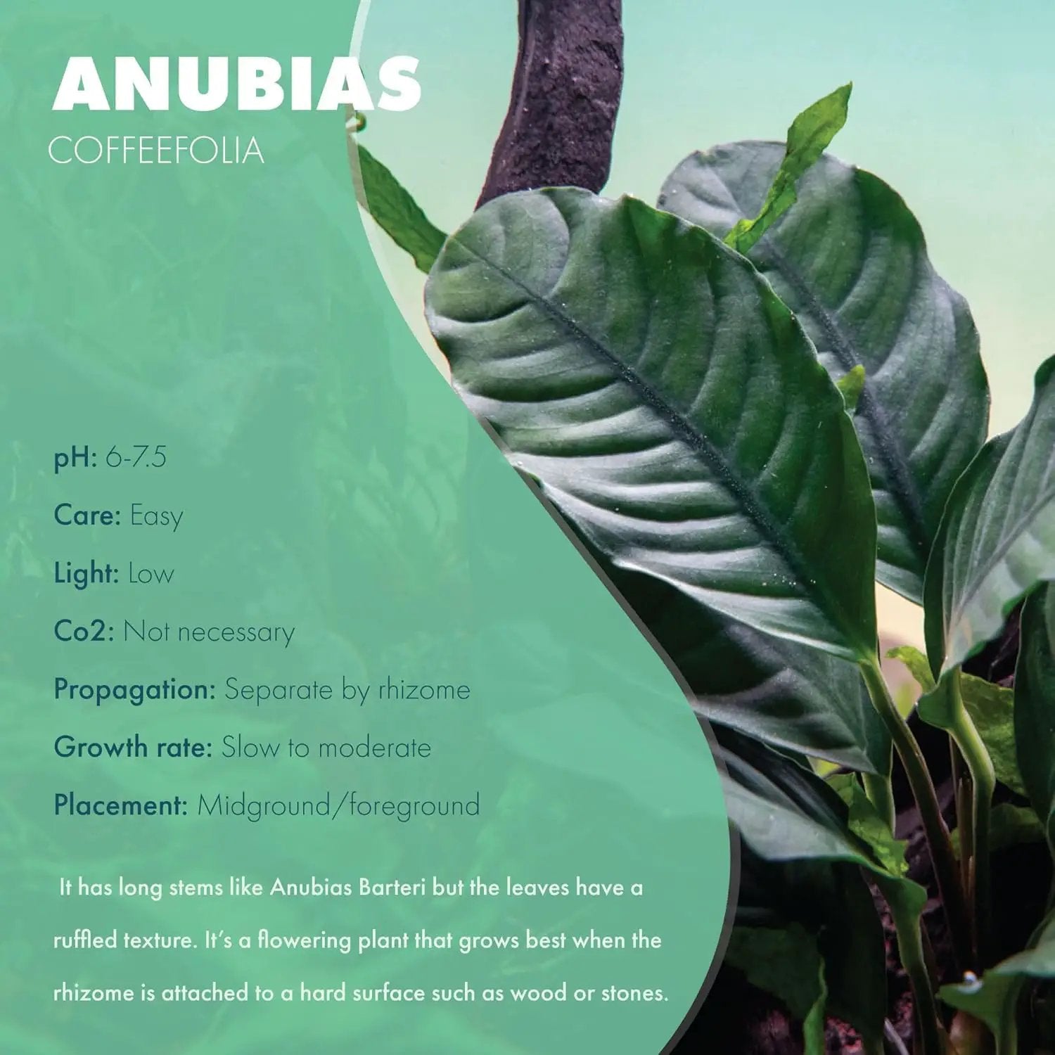 Anubias Live Aquarium Plants - Potted Freshwater Plant for Fish Tanks, Terrariums - Beginner Friendly Low Light (Barteri Coffeefolia, 1 Pot) by GreenHaven Gardens