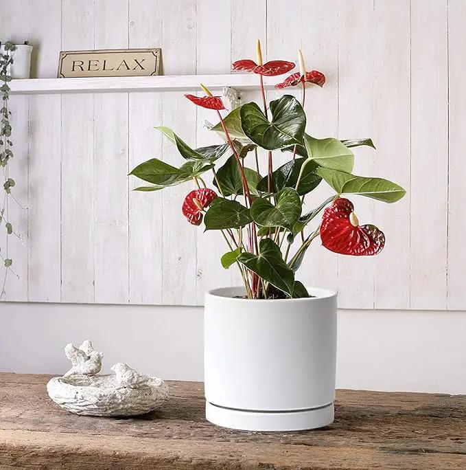Aveyas 8 inch Ceramic Plant Pot with Drainage Hole and Saucer - Suitable for Indoor and Outdoor Use, Modern Planters for House Garden Flower Tree Snake Monstera Plants (8", Matte White) by GreenHaven Gardens