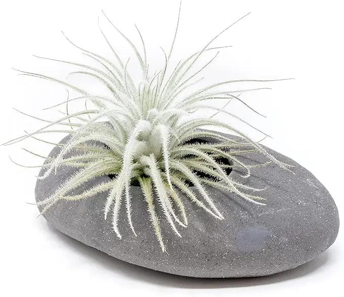 Air Plant Shop 10 Pack Rare Tectorum Ecuador Air Plants - Unique, Bright White, Nursery-Grown Tillandsia House Plant with Fuzzy Trichomes for Terrariums, Driftwood & Living Walls - Wholesale by GreenHaven Gardens