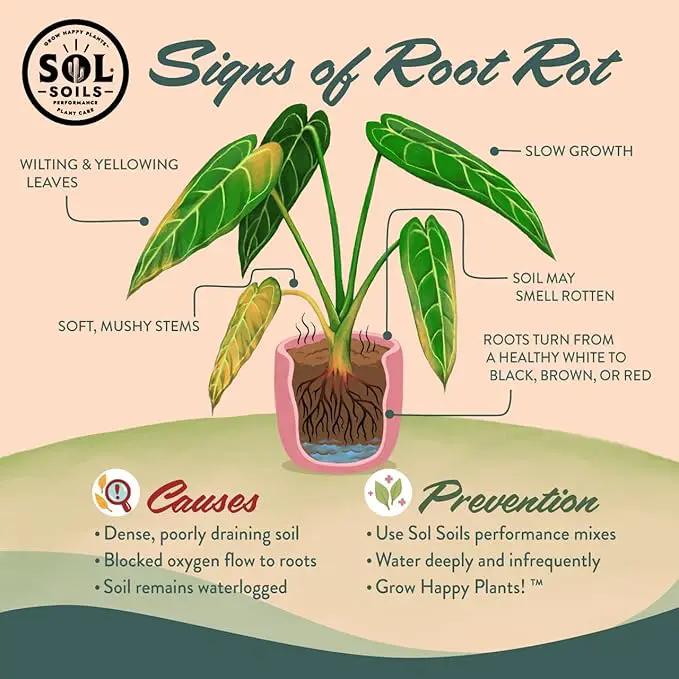 Sol Soils Succulent Gritty Mix 1 Gallon - Fast Draining Peat Moss Free Succulent Soil Potting Mix with Coconut Husk Chips, Perlite & Pumice by GreenHaven Gardens