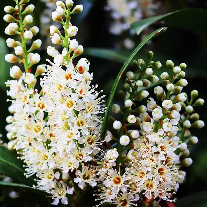 Mediterranean Bay Leaf, Bay Laurel Live Plant. Standard Variety - Laurus Nobilis. Live Plant. Fragrant, Fresh, Edible. Best for Ground Planting Outdoor. (4 Bay Laurel Plants in Cup) by GreenHaven Gardens