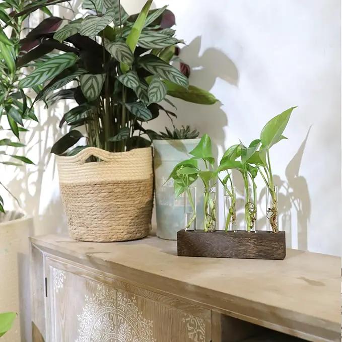 KAXYEW Desktop Glass Plant Propagation Station Test Tube Plant Terrarium in Wooden Stand for Hydroponic Plants Cutting Office Home Decoration Gift for Women (5 Test Tubes-BR) by GreenHaven Gardens