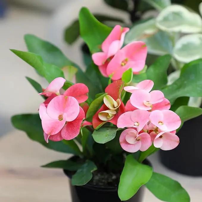 Euphorbia Crown of Thorns Plant Decor, Perennial Plants Ready to Plant, Cactus Plants Live Houseplants, Outdoor Plants Live House Plants Live Plants Indoor Plants Live Houseplants by Plants for Pets by GreenHaven Gardens